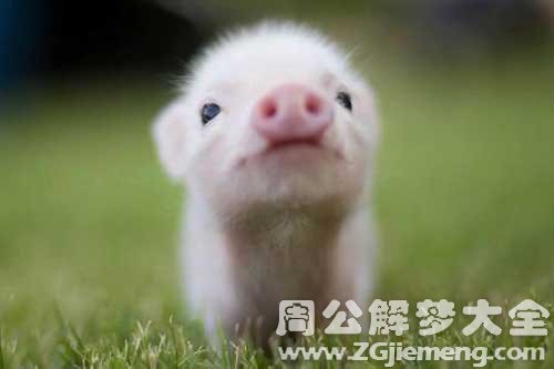 梦见臭猪肉