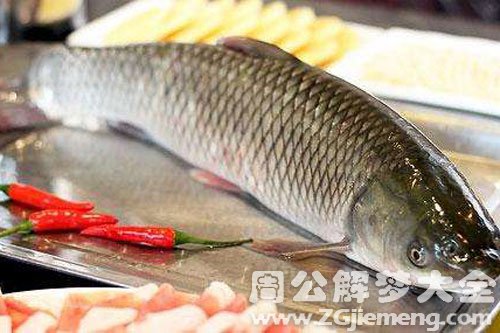 抓草鱼