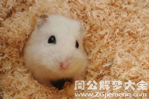 幼鼠