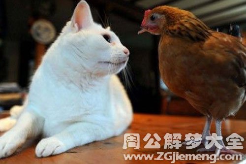 鸡和猫 鸡和猫