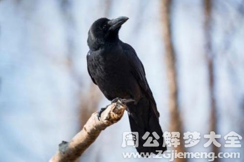 黑乌鸦在飞