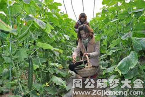 女人梦见摘黄瓜