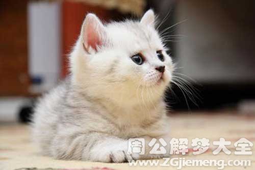 梦见抓住猫