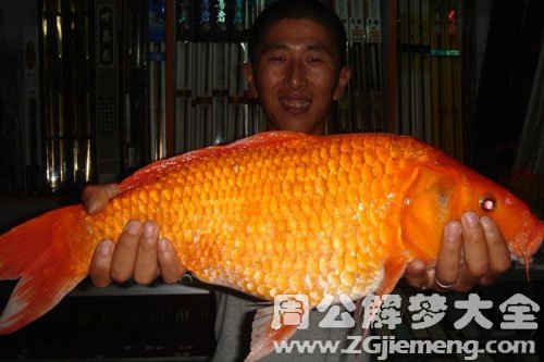 梦见钓红鲤鱼