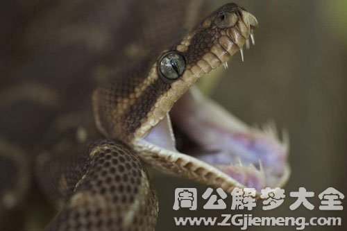 梦见一条很粗的蛇