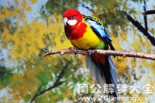 梦见五彩鸟