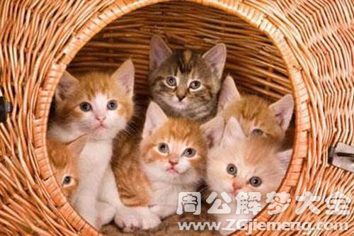梦见五只猫
