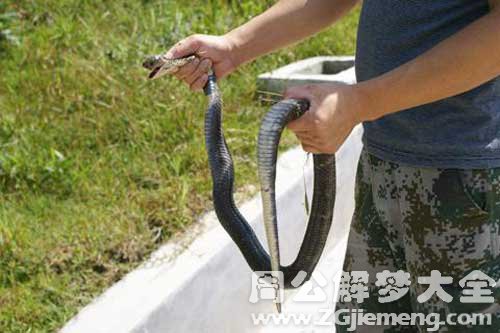 梦见抓住两条蛇