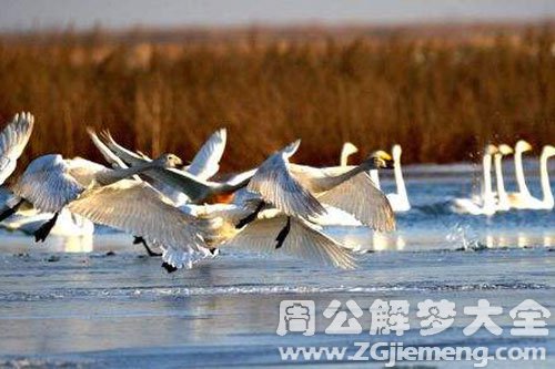 一群天鹅
