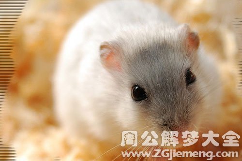 鼠