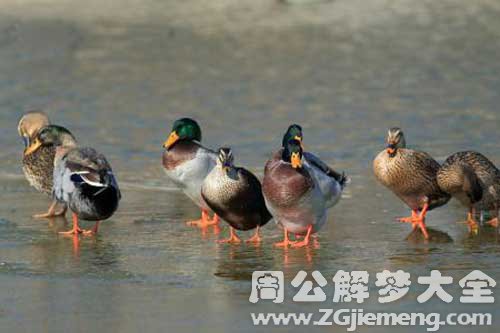 梦见捉野鸭