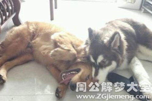 大狗