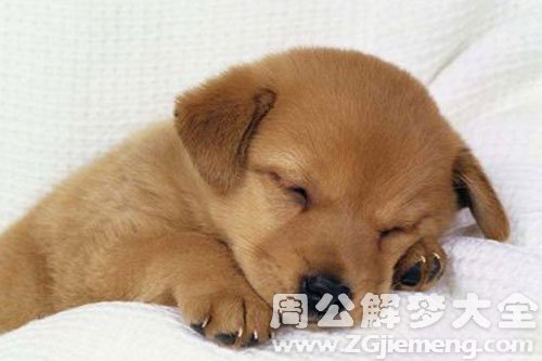 狗