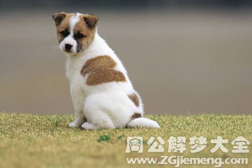 做梦梦见捡到狗