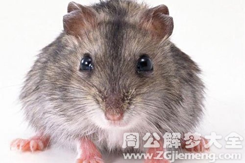 老鼠