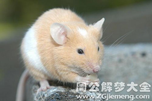 老鼠