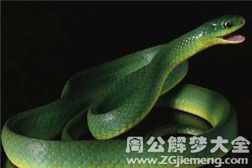 梦见变色蛇