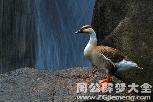 梦见黄鹄咬人