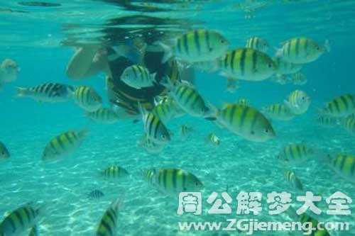 梦见海里很多鱼