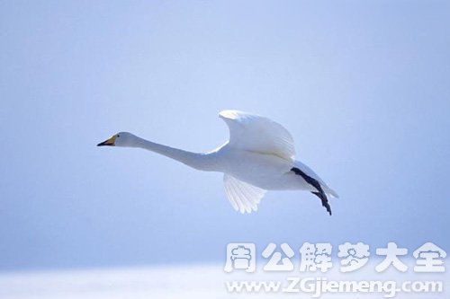 梦见黄鹄在飞