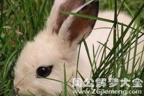 梦见刚出生的兔子
