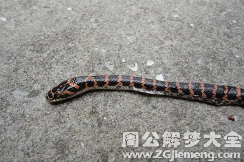 梦见小蛇钻衣服里