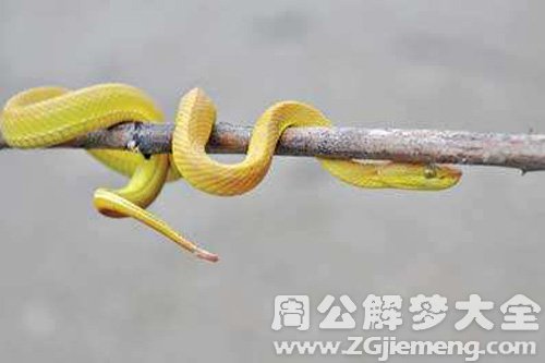 梦见小蛇受伤