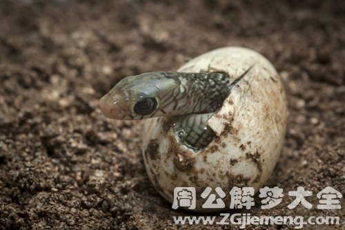 梦见小蛇死在蛋壳里