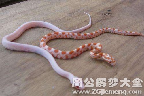 梦见两条小蛇