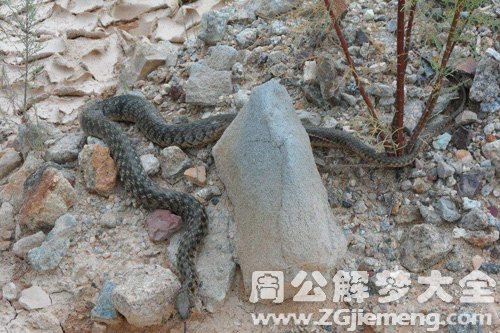 梦见小蛇缠脚
