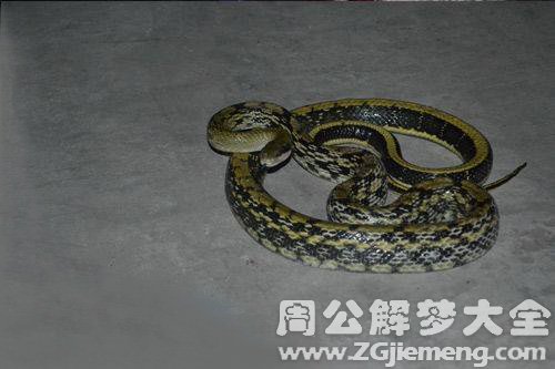 梦见小蛇缠着大蛇