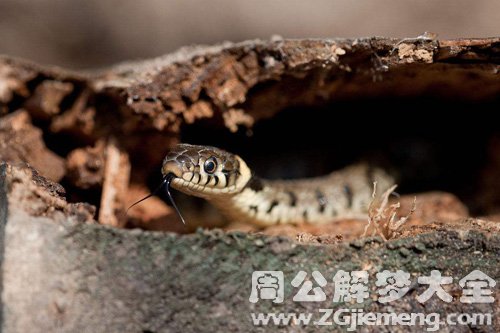 梦见小蛇进洞