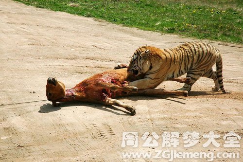 梦见老虎捕食
