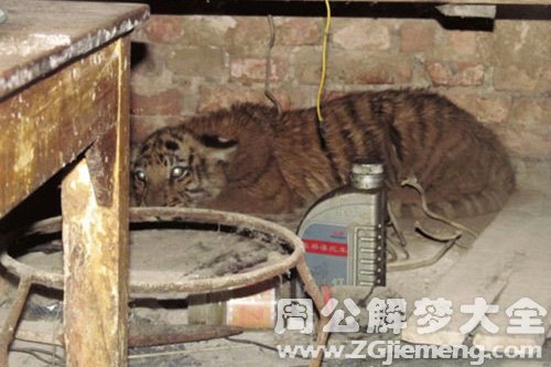 梦见老虎进屋