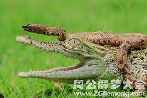梦见小蛇钻进裤子里