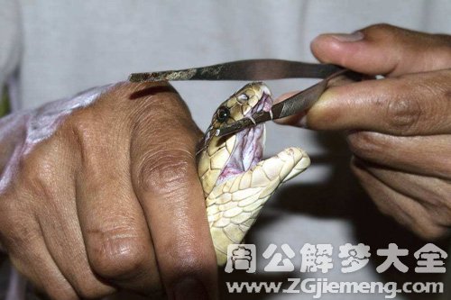 梦见小蛇毒牙