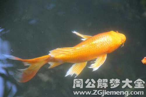 梦见鱼叫