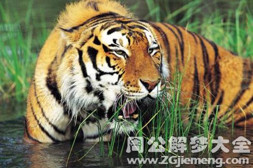 梦见老虎追我但没追上