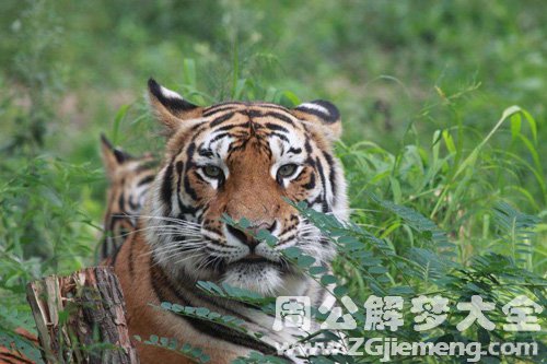 梦见老虎保护我
