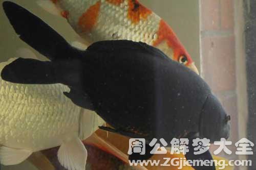 梦见黑色大鲤鱼
