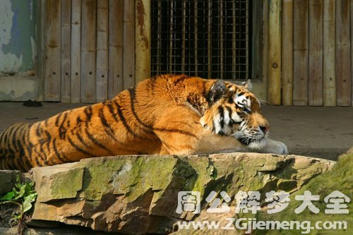 梦见老虎闯入教室