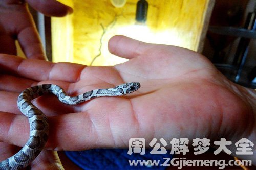 梦见小蛇咬手心