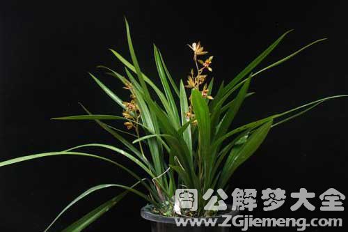 梦见金鸟