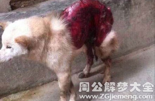梦见狗被剥皮