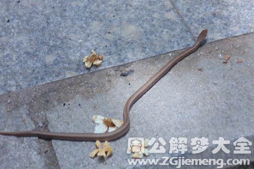 梦见小蛇被自己踩死了