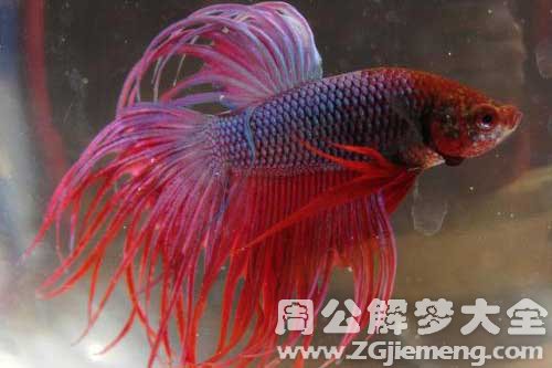 梦见水清有鱼