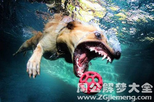 落水狗