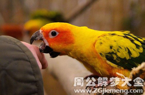 梦见被鹦鹉咬