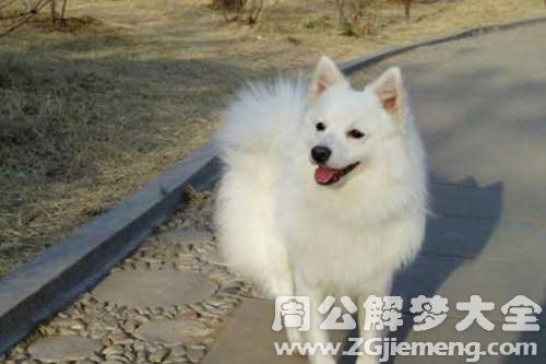 梦见银狐