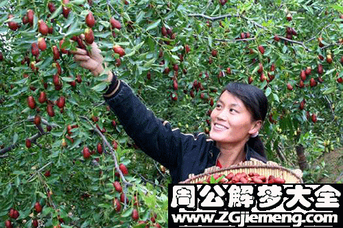 怀孕梦见摘枣